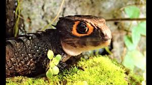 Skinks underground reptiles supplies some of the best skinks for sale in the world! Red Eyed Crocodile Skink Terrarium Setup Helmskink Buschkrokodil Terrarium Youtube