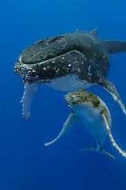 These Whales Live All Year At The Channelislands The Perfect Place To Optoutside Visitsantabarbara And Visitcalifornia Whale Ocean Animals Ocean Mammal