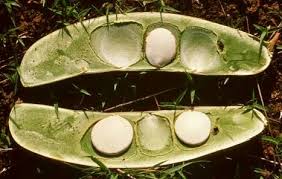 Image result for Isoberlinia doka