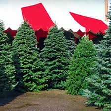 Find opening times and closing times for moon valley nursery in 9040 s eastern ave, las vegas, nv, 89123 and other contact details such as address, phone number, website, interactive direction map and nearby locations. 10 For Christmas Trees And Holiday Wreaths Moon Valley Nursery Las Vegas Groupon