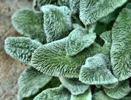 Hi, i bought my lambs ear a few weeks ago and planted it in an indoor planter. Lamb S Ear Lovetoknow