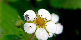 Image result for květopas jahodníkový