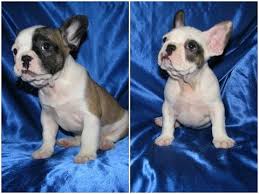 If you are looking for a healthy, high quality french bulldog puppy, you've come to the right place! French Bulldog Puppy For Sale 4 Boys French Bulldog Puppies For Sale In Jacksonville Fl Youtube