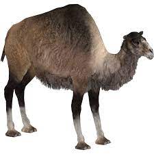 #it's barbaric but hey, it's home#. Giant Camel Demon Hunter Tycoonfan Zt2 Download Library Wiki Fandom