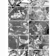 Image result for Stenostelma corniculatum