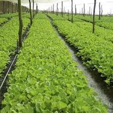 Proses pendidikan jangka panjang yang secara umum mempelajari pengetahuan konseptual dan teoritis adalah pemahaman dari definisi. Sertifikasiguru Id Plpg 2017 Agribisnis Tanaman Perkebunan