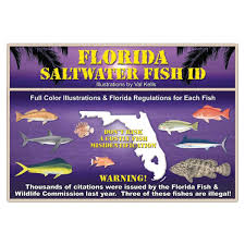 sw fish id florida saltwater fish id