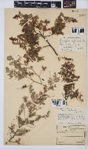 Image result for Indigofera melanadenia