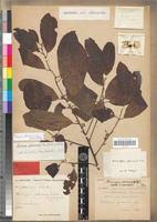 Image result for Pouteria altissima