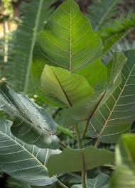Image result for Ficus tettensis