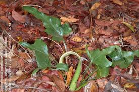 Image result for Stylochaeton