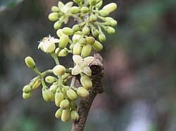 Image result for Strychnos matopensis