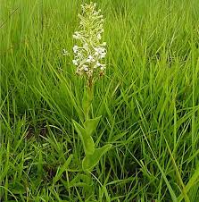 Image result for Schizochilus lepidus