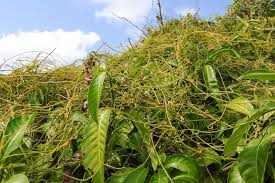 Image result for Cassytha filiformis