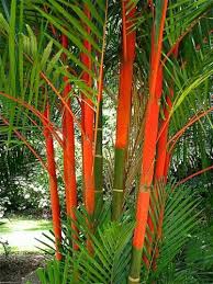 Palm Tree That Looks Like Bird Of Paradise Lipstick Palm Striking Red Colour Looks Great In Tropical Gardens Tropical Garden Design Plants Tropical Landscaping
