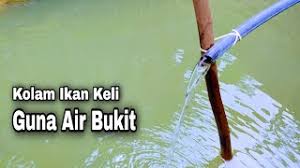 Ikan keli semakin mendapat perhatian dari segala lapisan masyarakat sehinggakan bekalan benih dan ikan keli matang tidak dapat menampung segala permintaan. Download Penternakan Ikan Keli Guna Air Bukit Ternak Ikan Keli Dalam Kolam Mp4 3gp Mp3 Flv Webm Pc Mkv Daily Movies Hub