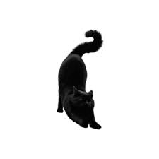 Aethetic Pngs Cat Pngs Part 1 I Made Some Of These But Some I In 2021 Black Cat Cats Coraline Jones