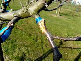 Greffage Arbre Fruitier Jardinage Jardins
