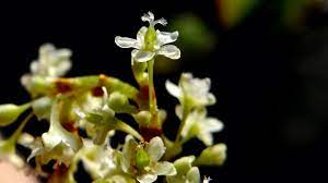 #japanse_duizendknoop en is de duizendknoop verwijderd? Flora Van Nederland Japanse Duizendknoop Fallopia Japonica