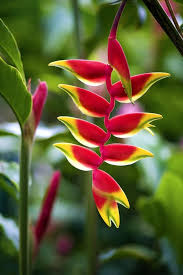 They have brilliant colors, and some have unique shapes that spice up any gardens. Found On Bing From Www Pinterest Com Heliconia Flower Paradise Flowers Bulb Flowers