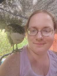 How do you hold your chickens?