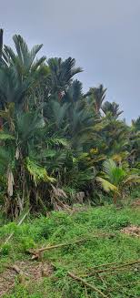 Tumbuhan tropika ditanam untuk mendapatkan buahnya dan kerana keindahannya nama saintifik bagi pinang ialah areca catechu. Warisan Petani Tebang Pokok Palma Pinang Merah