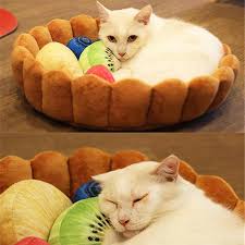 This fruit tart cat bed has taken social media by storm! Fruit Tart Cat Bed The Purr House