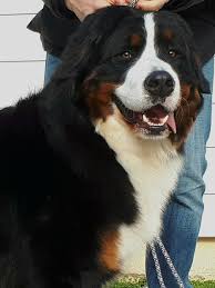 Our boxer puppies for sale are now going at an ongoing discount, so do not miss this opportunity. Untitled Bernese Dog I Love Dogs Animals