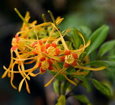 Image result for Strophanthus nicholsonii