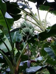 Guineos Hawaiyanos Plants