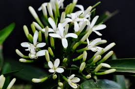 Image result for Pavetta uniflora