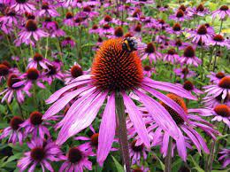 We did not find results for: Coneflowers 7 Best Echinacea Varieties Old Farmer S Almanac