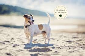 The jack russell terrier is a fearless, not to mention tenacious, working terrier, bred to go to ground for work and loves to dig. Jack Russell Terriers Temperament Lifespan Character