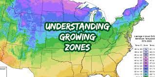 Remove any dead or diseased growth, any branches growing towards the centre and any low growing shoots at the base. Growing Gooseberries How To Plant Grow Maintain This Unique Fruit