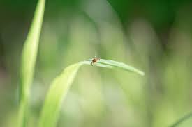Several insecticidal substances occur in citrus oil, but the most important is limonene, which constitutes about 98% of the orange peel oil by weight. Ticks Tickborne Disease Minnesota Dept Of Health