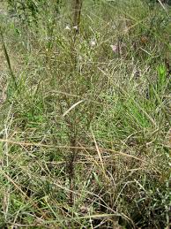 Image result for Sopubia ramosa