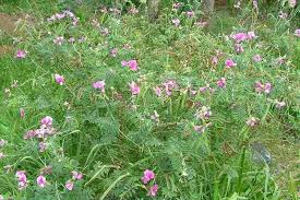 Image result for Tephrosia linearis