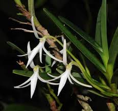 Image result for Tridactyle tricuspis