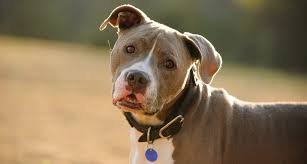 Check spelling or type a new query. Feeding Pitbull Puppies Pasteurinstituteindia Com
