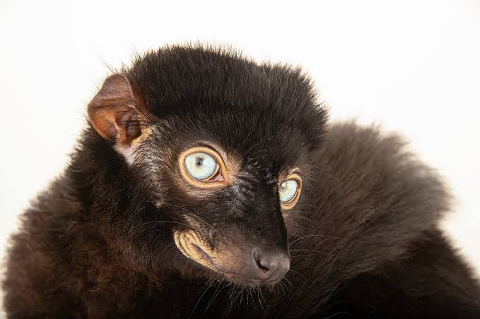 Blue-eyed black lemur (Eulemur flavifrons) - Joel Sartore