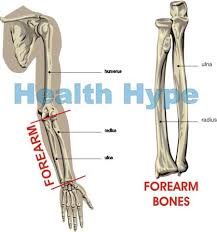 There are around 650 skeletal muscles within the typical human body. Forearm Pain Lower Arm Causes Muscles Bones Joints Nerves Healthhype Com