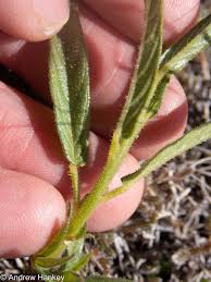 Image result for Cleome monophylla