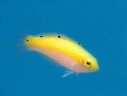 Yellow And Purple Wrasse Marine Fish Wrasse Tropical Fish