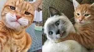 We did not find results for: Sifat Kucing Berdasarkan Warna Bulu Benarkah Kucing Oren Paling Barbar Seperti Di Meme Meme Tribun Solo