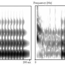 Pentru ce trăiește autoarea lui mă piș pe el de vot. Pdf N100 Component An Electrophysiological Cue Of Voicing Perception