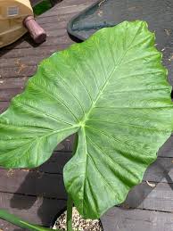 Elephant ears are generally easy going plants and don't require bring the elephant ear plant indoors during these months as elephant ears are quite susceptible to frost. Is This Salvageable Elephant Ear Mosaic Virus Plantclinic