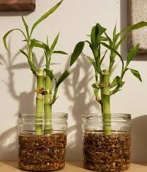 Conozca todo lo necesario para construir un acuario atractivo a la vista y beneficioso para los peces las plantas con rizomas del género aponogeton gozan de una enorme popularidad entre los aficionados, pese a que rara vez florecen más allá de. Decoracion Con Bambu Hermosa Planta Con Mucho Simbolismo