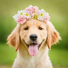 Cute Wallpaper Summer Golden Retriever Puppy Pictures