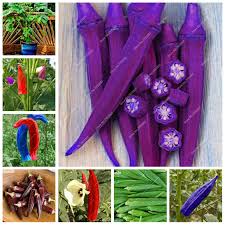 Check spelling or type a new query. 50 Pcs Bag Okra Bonsai Edible Organic Non Gmo Outdoor Fruit Vegetable Diy Home Garden Plant Delicious Green Food Easy To Grow Buy At The Price Of 0 30 In Aliexpress Com Imall Com