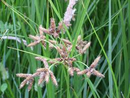 Image result for Cyperus longus